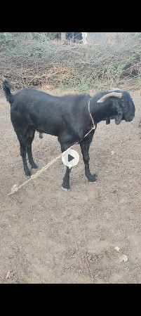 થંબનેલ 3