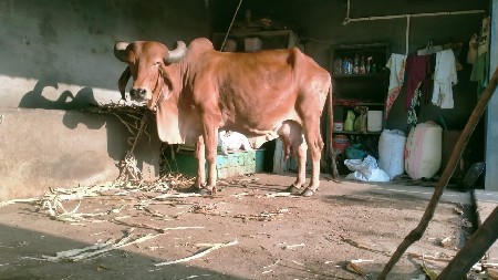 ગાય વેચવાની છે