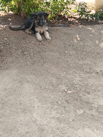 જર્મન શેફર્ડ ફીમેલ વેચવાની છે