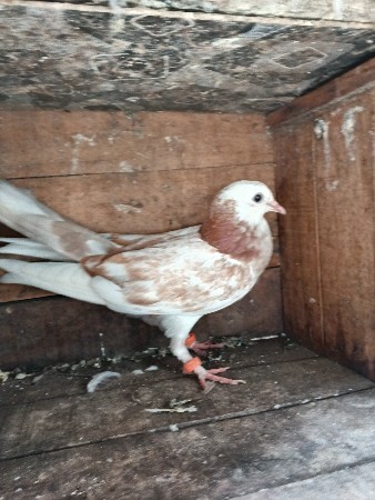 थंबनेल 2