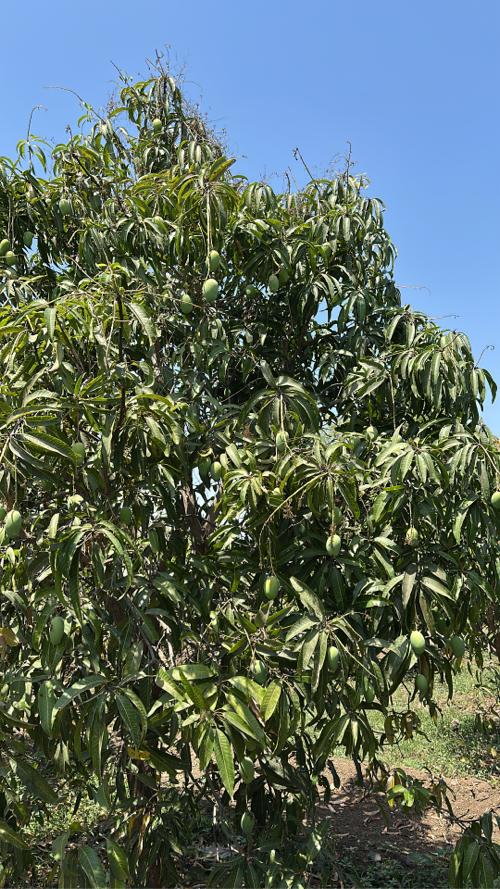 થંબનેલ 3