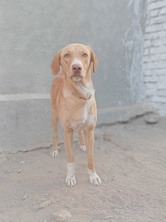 લેબરા ફીમેલ છે