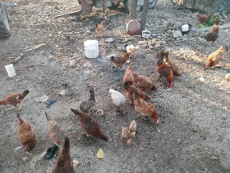 થંબનેલ 3