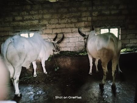 ગોઢલા વેચવાના છે