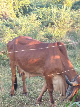 થંબનેલ 3