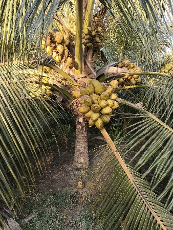 150 નાળિયેરી નો ઈઝારો આપવાનો છે