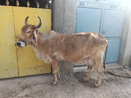 ૪વેતર ૧૫ દીવસ ની કાચી