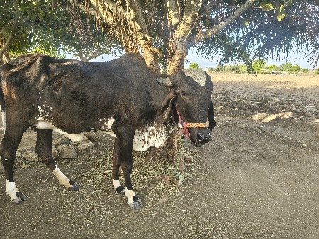 थंबनेल 3