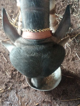 જાફરાબાદી ભેંસની પાડી વેચવાની છે