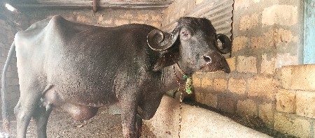 ભૅશ વૅચવાનિ પૅલુવૅતર છે