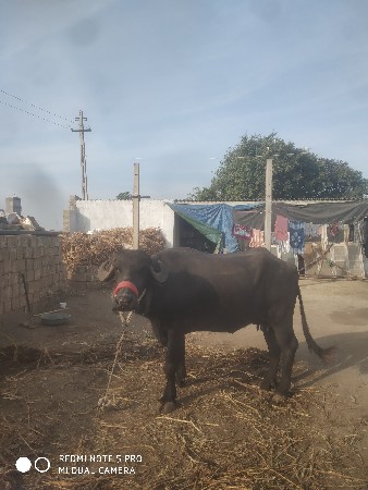 थंबनेल 3