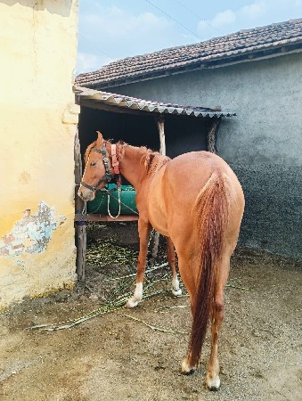 થંબનેલ 3