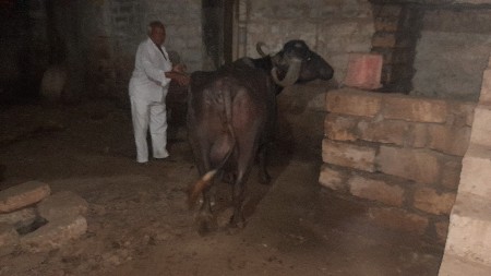 ભેંસ વેસવા ની છે