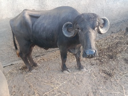 ભેંસ વેચવાની છે