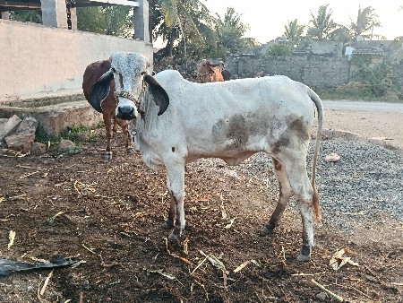 2 વર્ષ  ની વાશડી