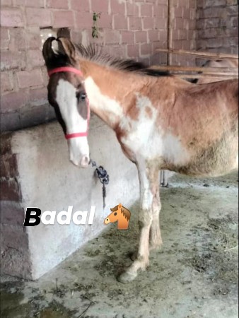 થંબનેલ 2