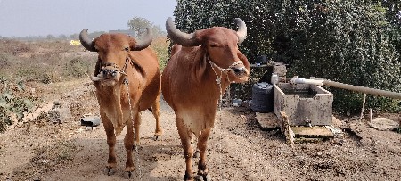 થંબનેલ 2