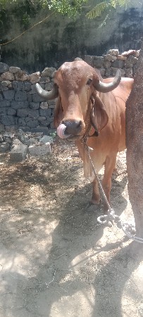 થંબનેલ 2