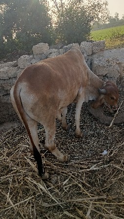 થંબનેલ 3