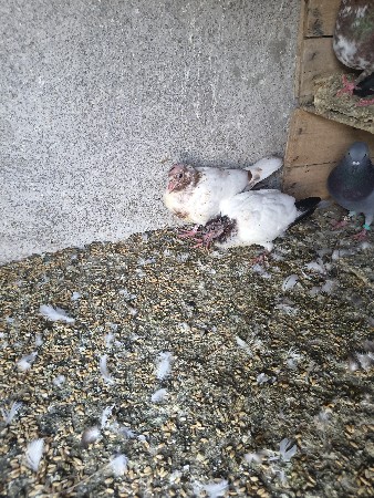 थंबनेल 3