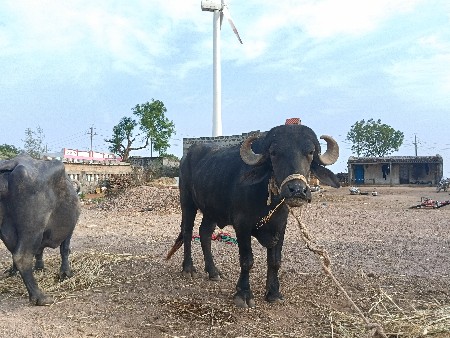 થંબનેલ 3