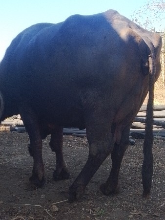 ભેશ વેસવાની છે