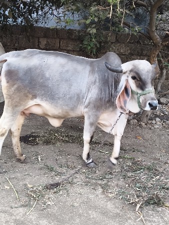 ગાય વેચવાની છે .પેલુ વેતર.