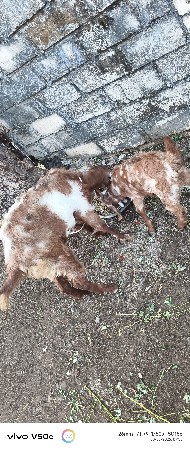 એક બકરી અને એક બકરો વેસવાનો‌ છે બકર