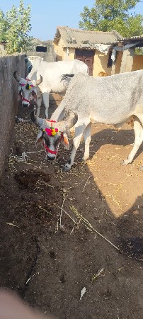 એક ચારે એક છયે