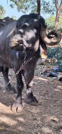 ભેશ વેચવાની છે