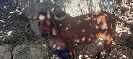 થંબનેલ 1