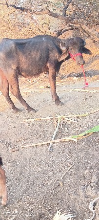 थंबनेल 2