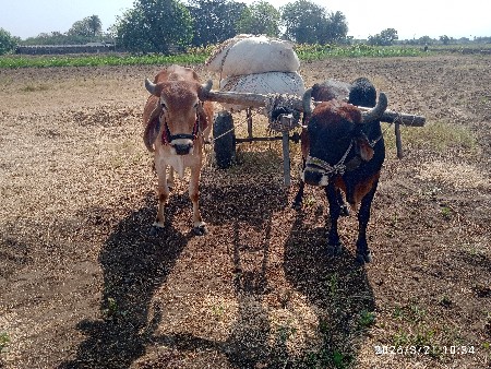 ગોઢલા વેચવા