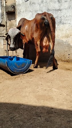 ગીર ગાય વેચવાની છે