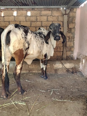 થંબનેલ 2