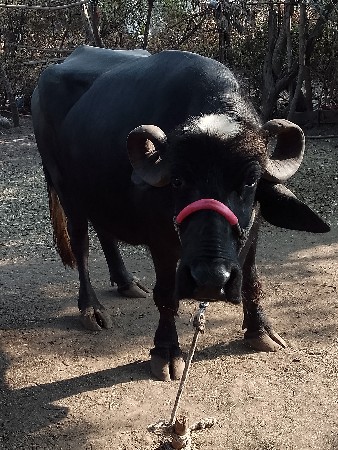 ત્રીજા વેતનની ભેંસ વેચવાની છે