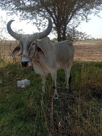 थंबनेल 2