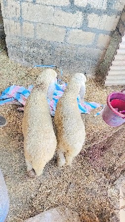 ઘેટા વેચવાના છે 2