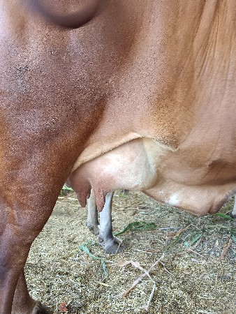 ગાય વેચવાની