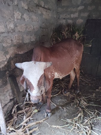 ગાય (હોળકી) વેચવાની છે