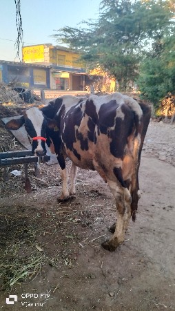 थंबनेल 6