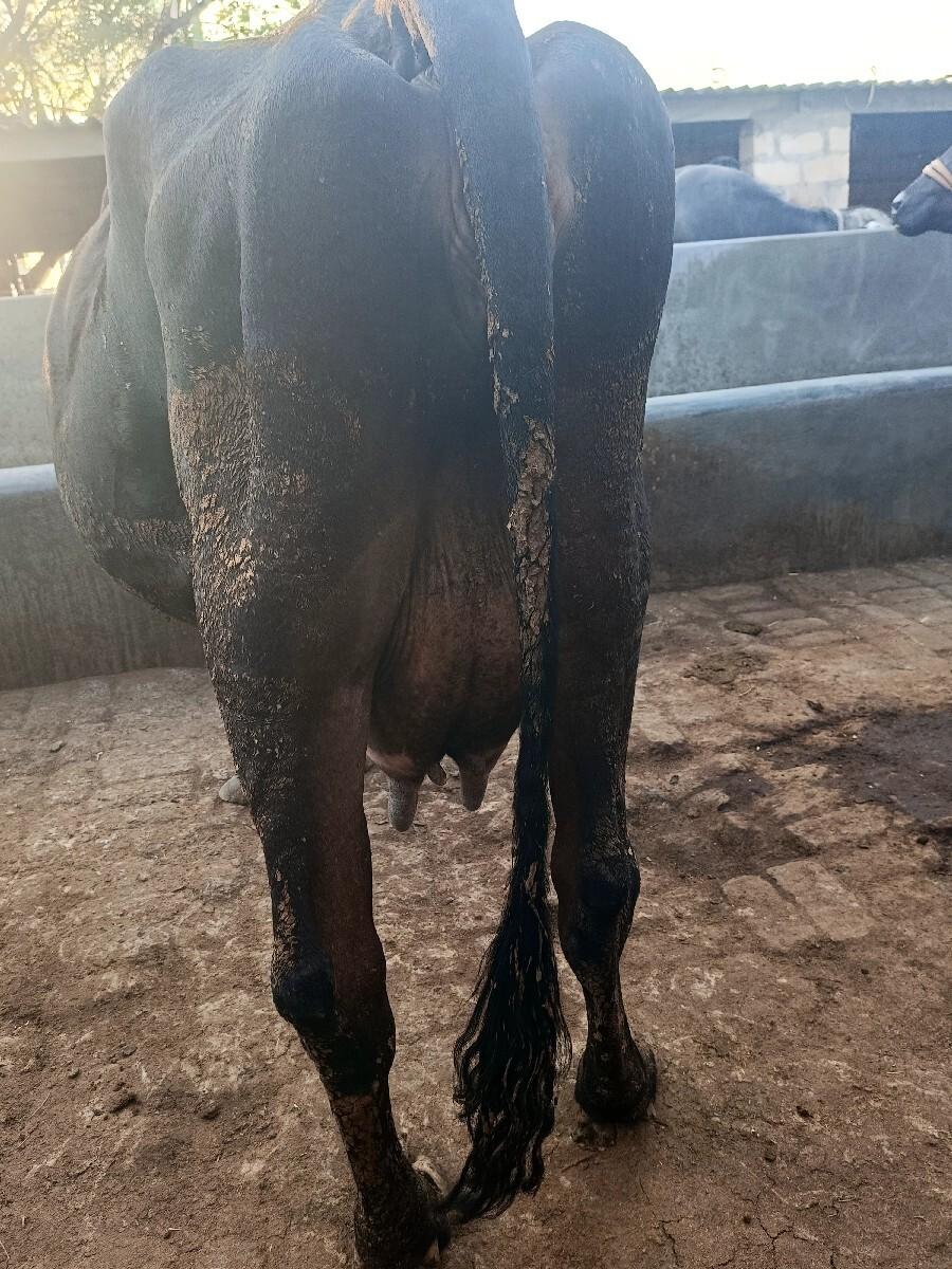 थंबनेल 2