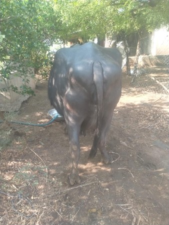 થંબનેલ 2