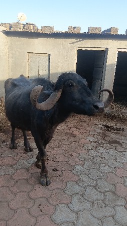 थंबनेल 3