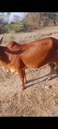 थंबनेल 2