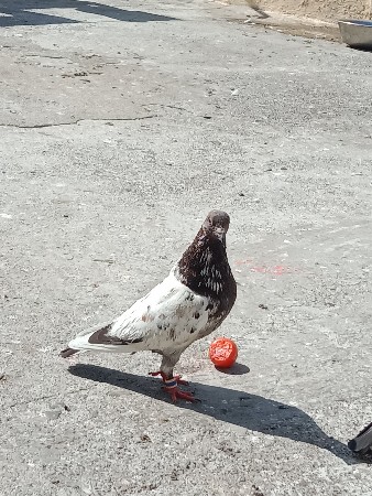 थंबनेल 3