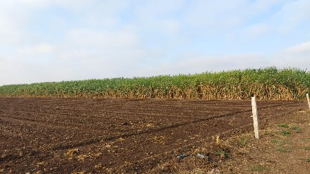 શેરડી નો વાળ આખો ઉધડો દેવા નો