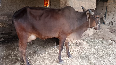 ગાય વેચવાની છે