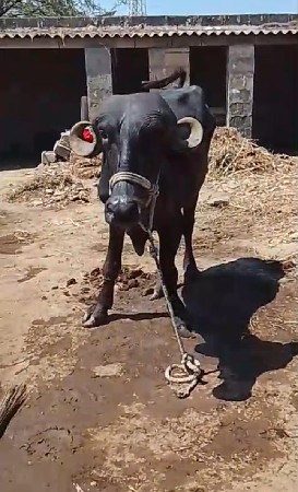 थंबनेल 3