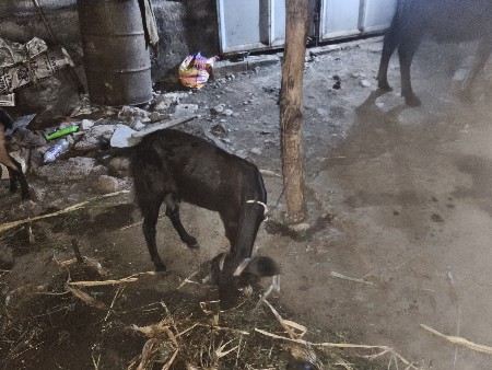 બકરી ને પાટ વેચવાની છે